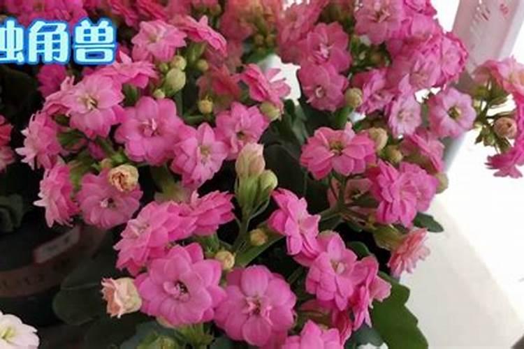 长寿花夏天能施肥吗 长寿花夏季是否可以施肥