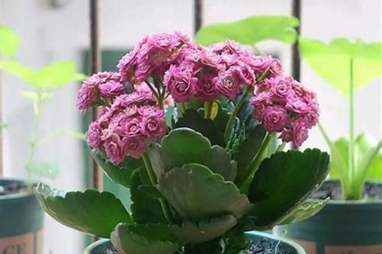 长寿花夏天能施肥吗