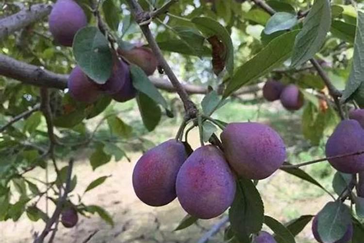 复合肥适合哪些蔬菜 蔬菜施什么肥好