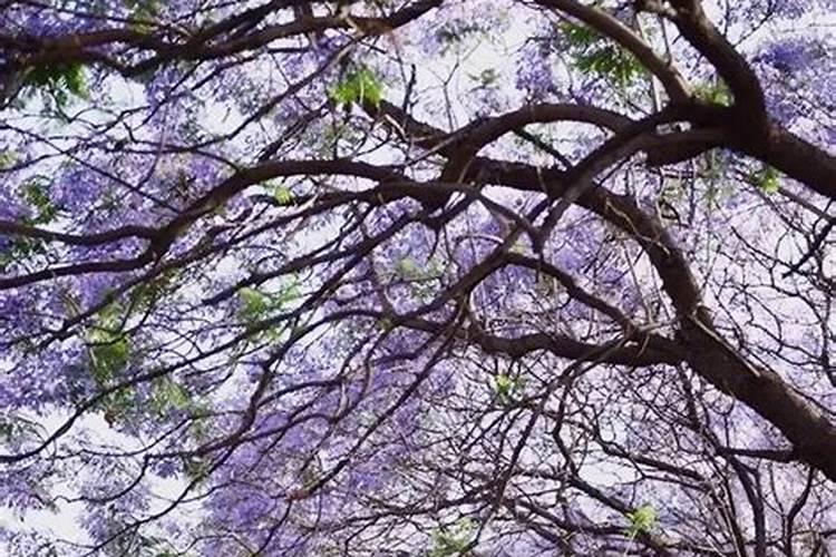 蓝花楹用什么肥料