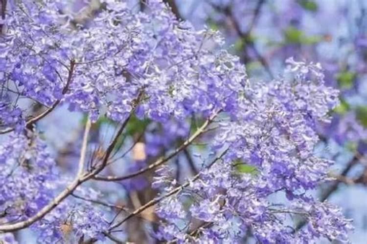 蓝花楹用什么肥料