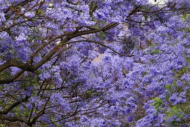 蓝花楹怎么施肥