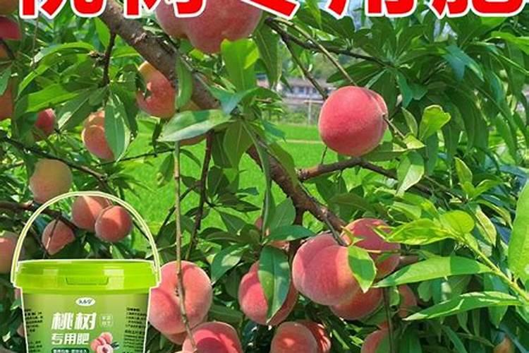 新疆菠萝市简介