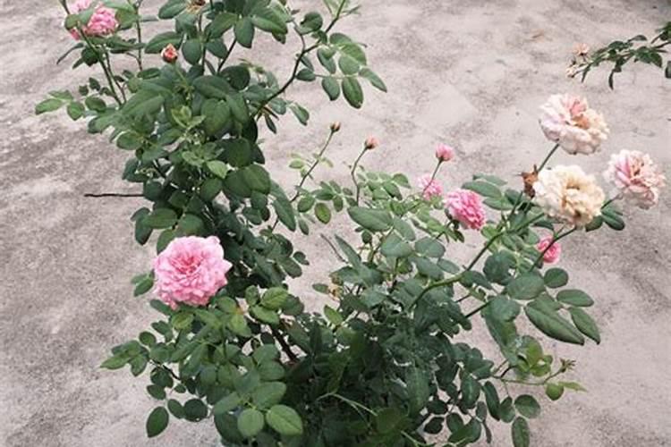 三宁金肽能硝硫基复合肥用是含氯肥吗