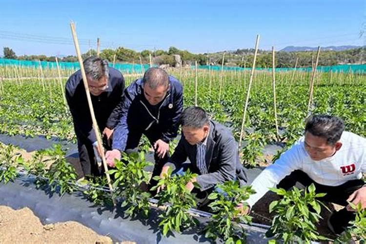 推荐一款比较环保的化肥品牌？