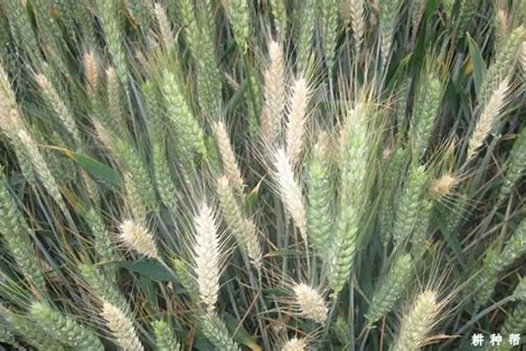 土豆施什么肥料好