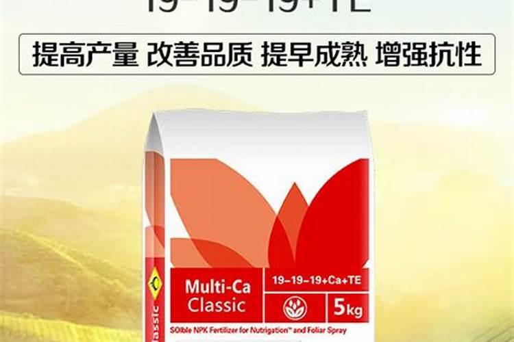 小葱种植时间和方法