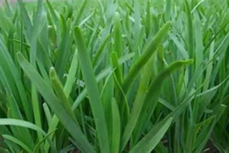 罗汉松施什么肥好,罗汉松施饼肥、粪肥最好