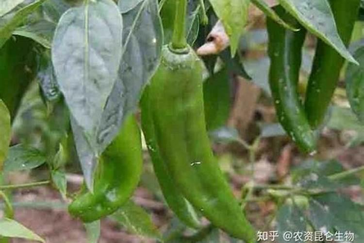 辣椒喷什么叶面肥结果多多久喷一次