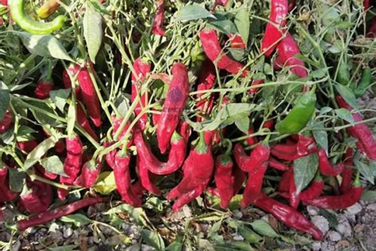 辣椒喷什么叶面肥结果多 多久喷一次