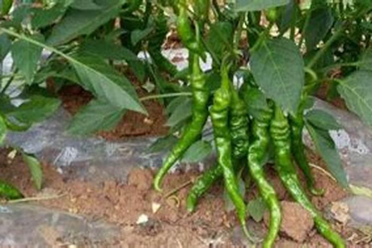 辣椒喷什么叶面肥结果多