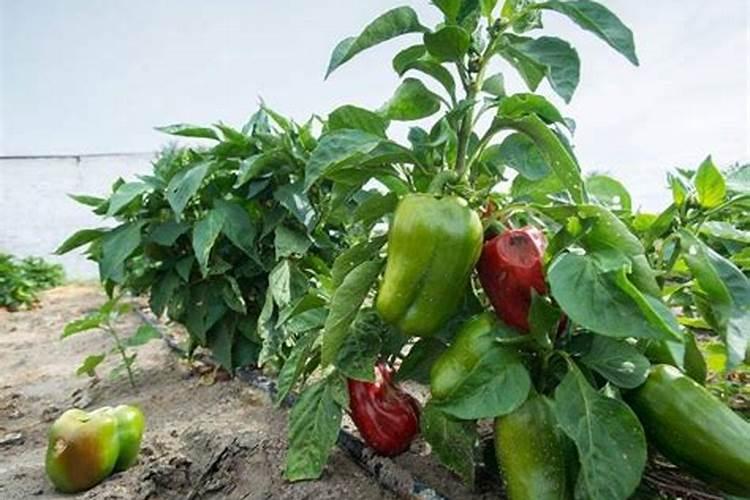辣椒结果期用什么叶面肥效果好？辣椒挂果期喷什么叶面肥结果多？