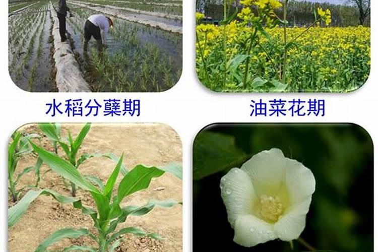 家庭种植生菜一般生长到多大施肥