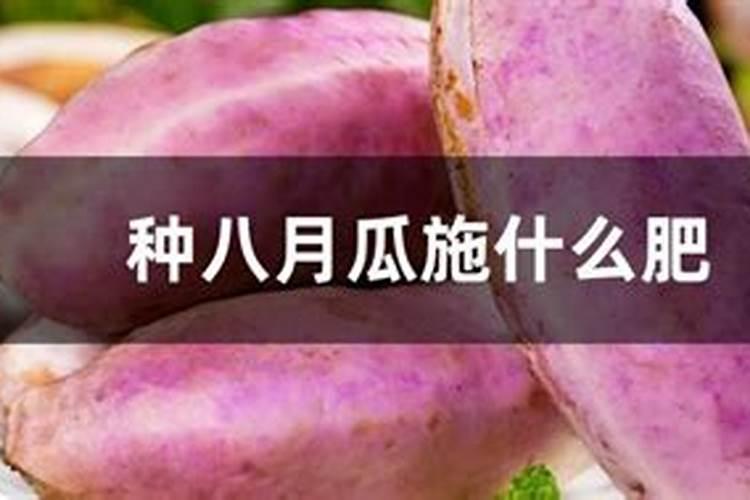 八月瓜种植技术及管理方法