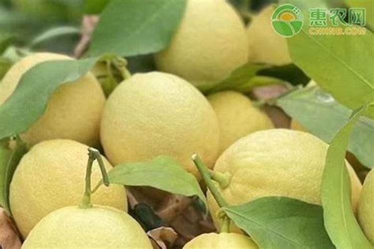 蝴蝶兰水养殖怎么施肥