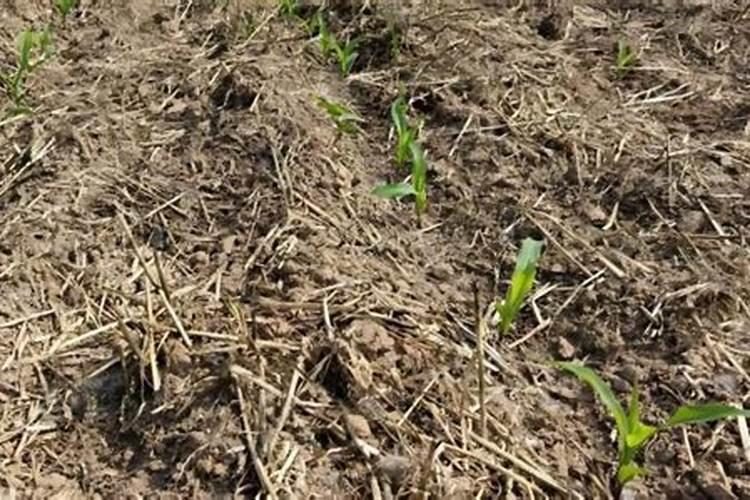 磷肥能给什么花上,