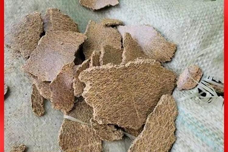 冬瓜什么时候种植合适,需要注意什么？