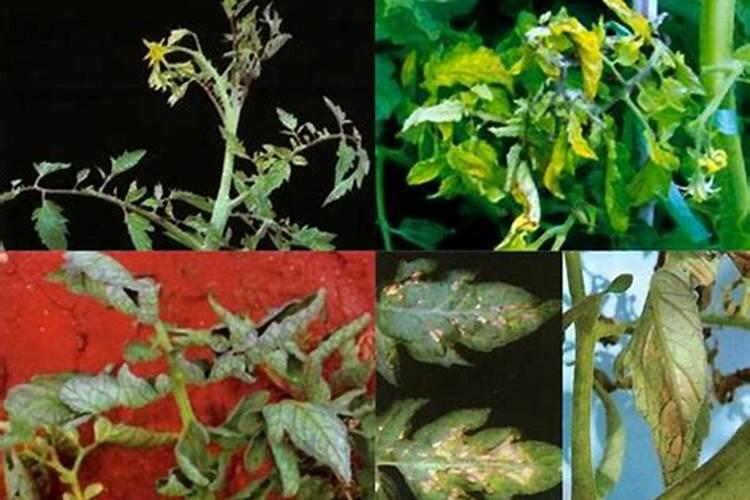 蔬菜施肥过量出现的生理病害症状