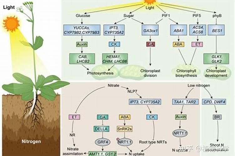 氮肥适合浇什么花