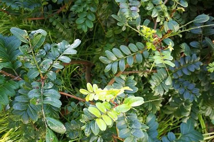 清香木怎么养护和管理