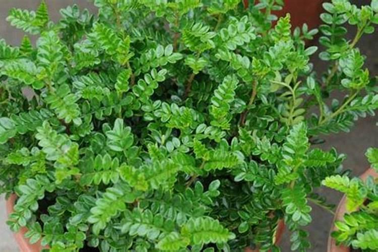 清香木会开花吗