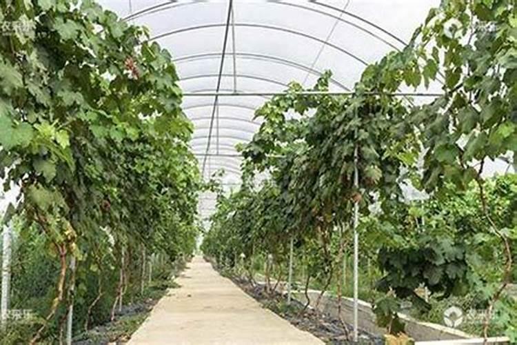 葡萄开花前打什么药保花保果