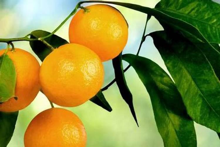 芸苔素停药期多久