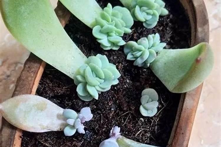 水溶肥可以不兑水用吗 水溶肥料兑水比例是多少