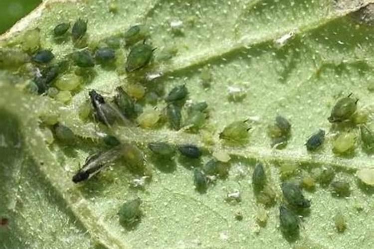 如何解决(大棚)蔬菜越种越差的问题