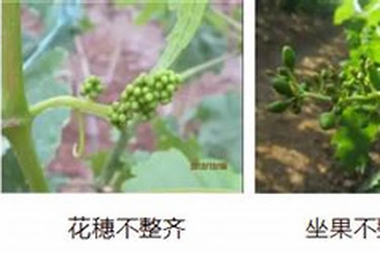 连续阴雨天月季怎么养