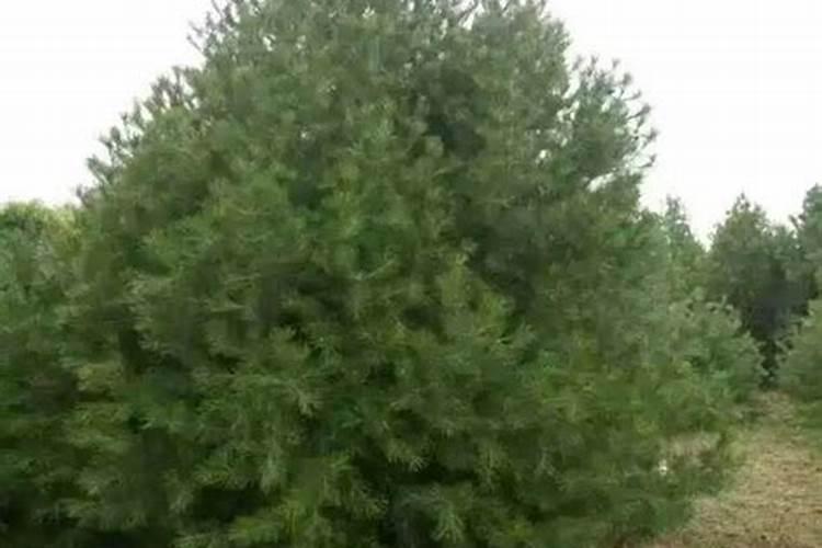 小麦用什么肥料好？返青后追肥用昆仑风叶面肥