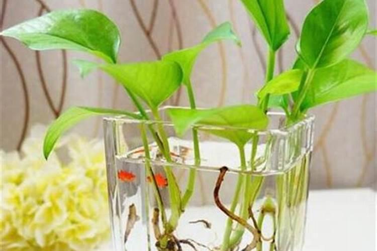 复合肥能放在水培绿萝里吗