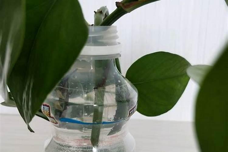 水培绿萝加什么肥料