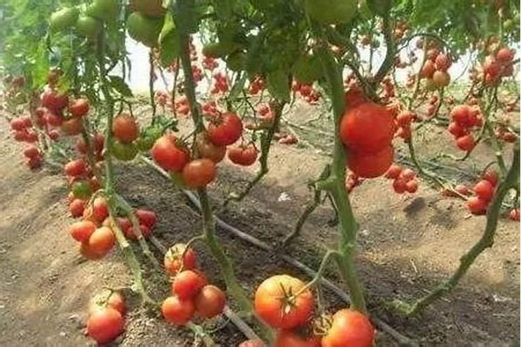 枇杷树多久浇一次水？