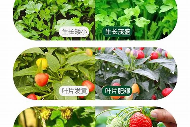 磷酸二氢钾可以打辣椒苗吗