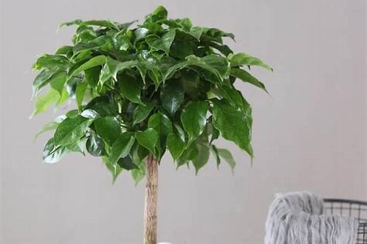 幸福树用什么肥料最好