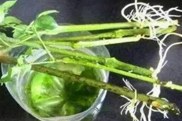 幸福树用什么肥料最好,多久施一次肥