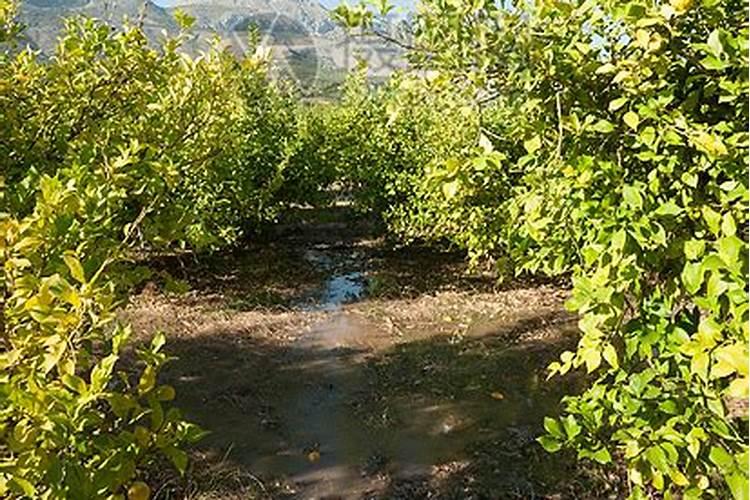 土豆施肥的正确方法