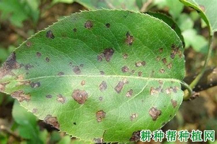 小麦干旱时要施肥吗