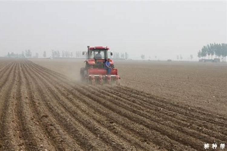 树苗施什么肥料什么时间施肥最好