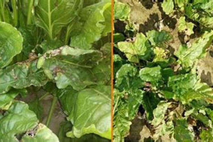 小麦杨花期用芸苔素好还是用胺鲜酯好？