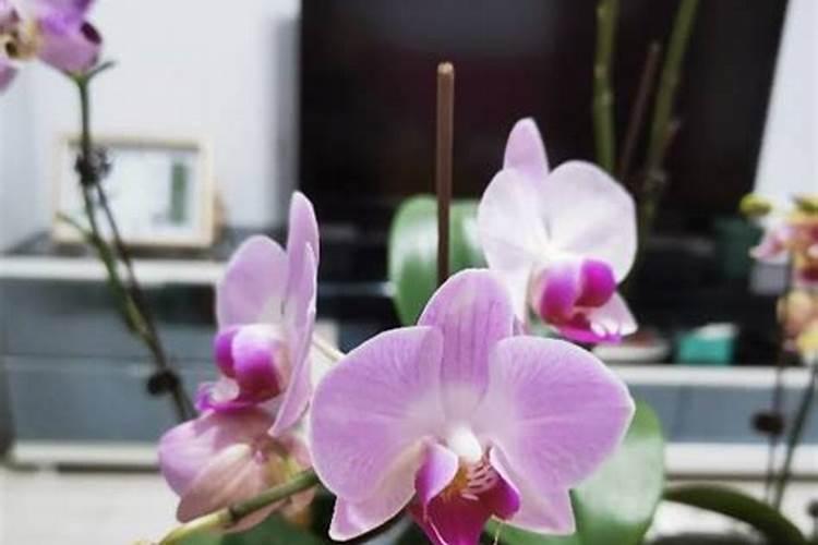 国家为什么推广水溶肥 水溶肥的优点及正确的使用方式