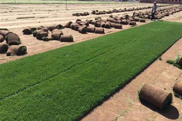 草坪专用肥哪种好？