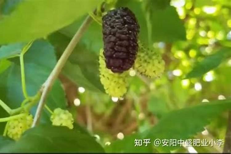 桑葚种植技术及高产要点