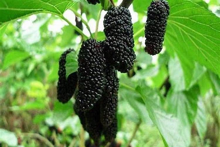 含钾肥高的有机肥有哪些