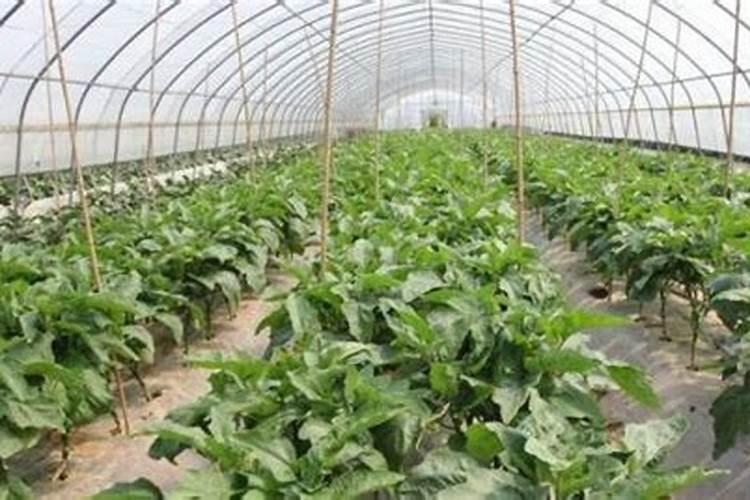 玉米什么时候打芸苔素