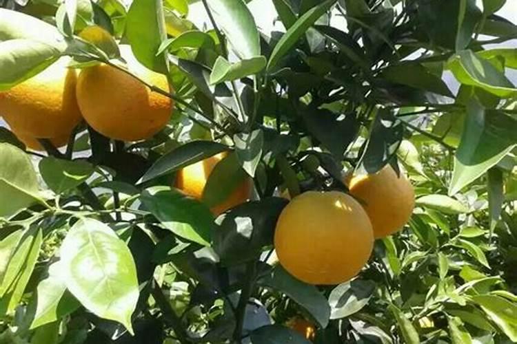 茶花用什么肥料好