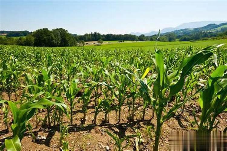 抗旱剂肥料用什么