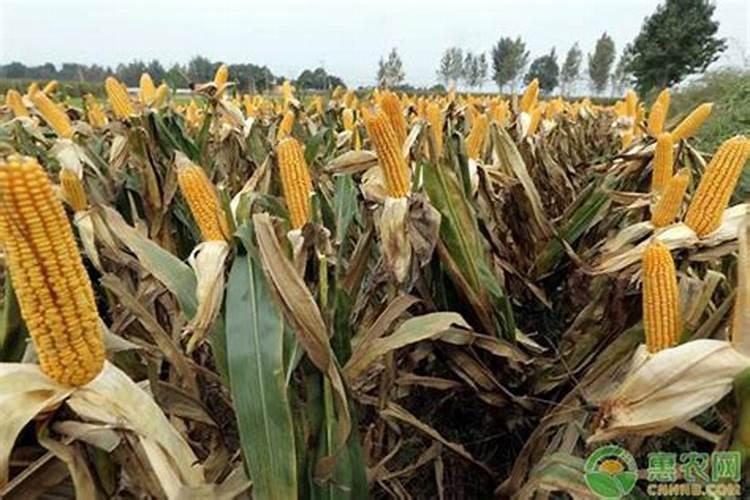 磷酸二铵是什么？