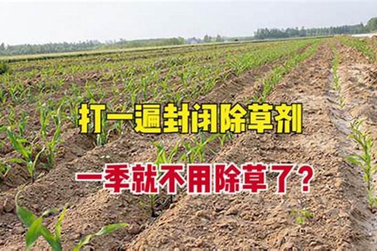 让玉米秸秆粗壮喷施什么叶面肥？